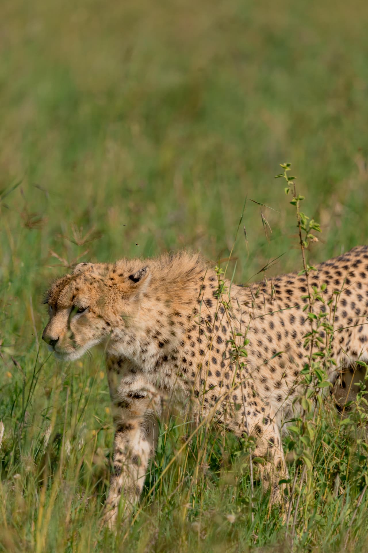 A cheetah moving through long grass on the Serengeti