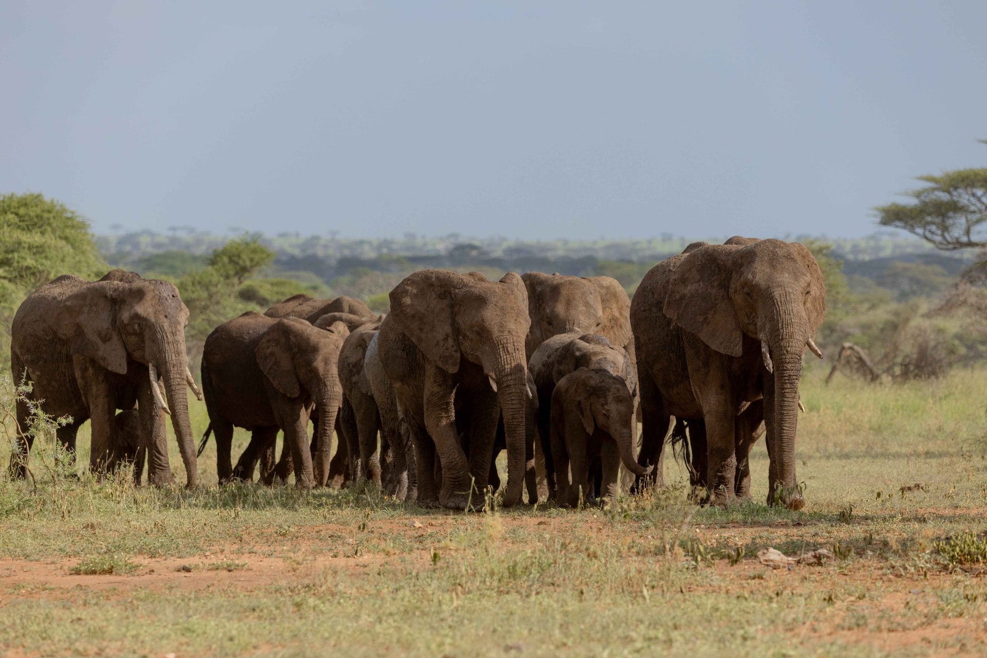 A herd of elephants walking together across open savannah