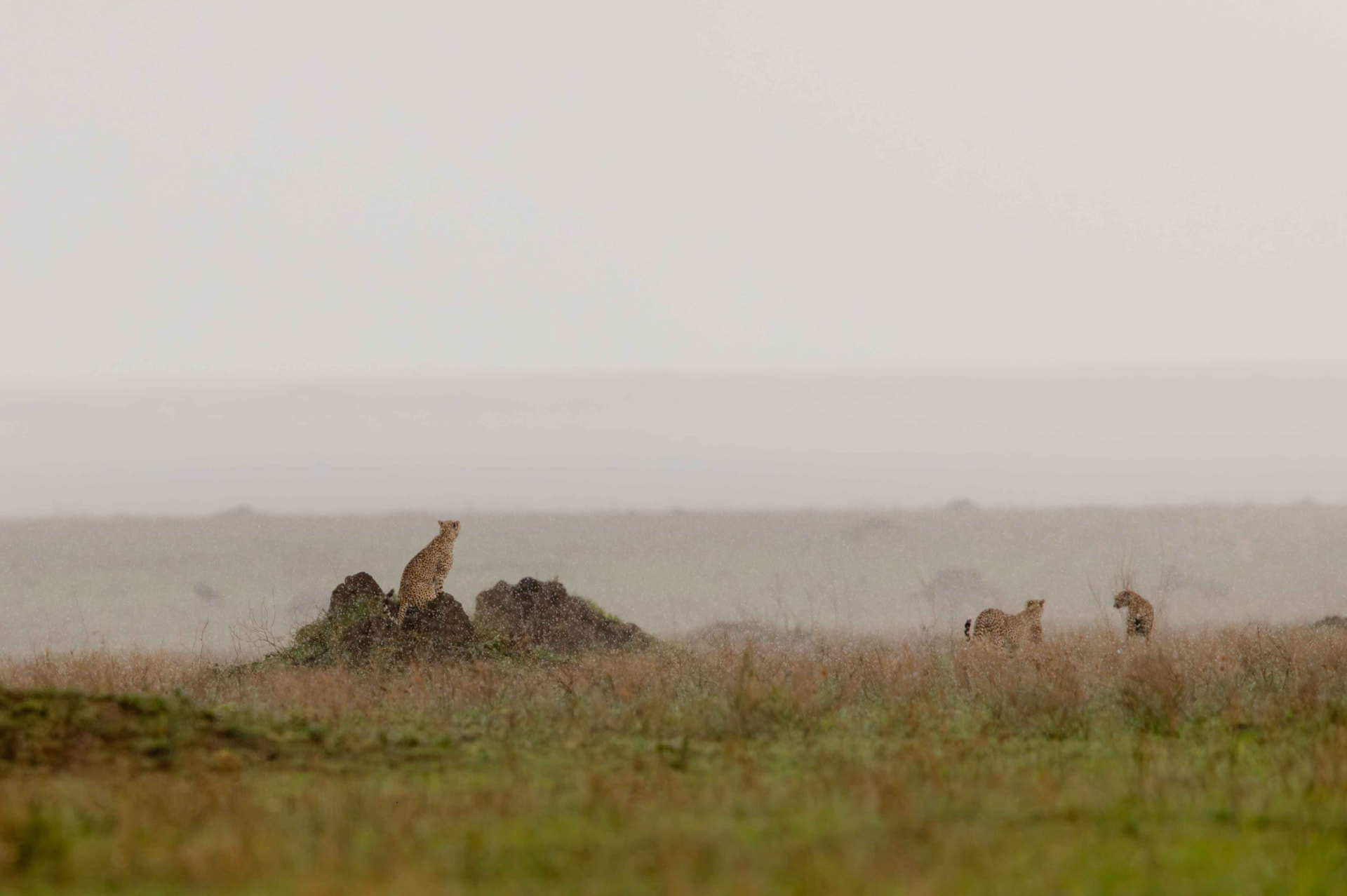 Ndutu - Calving Season