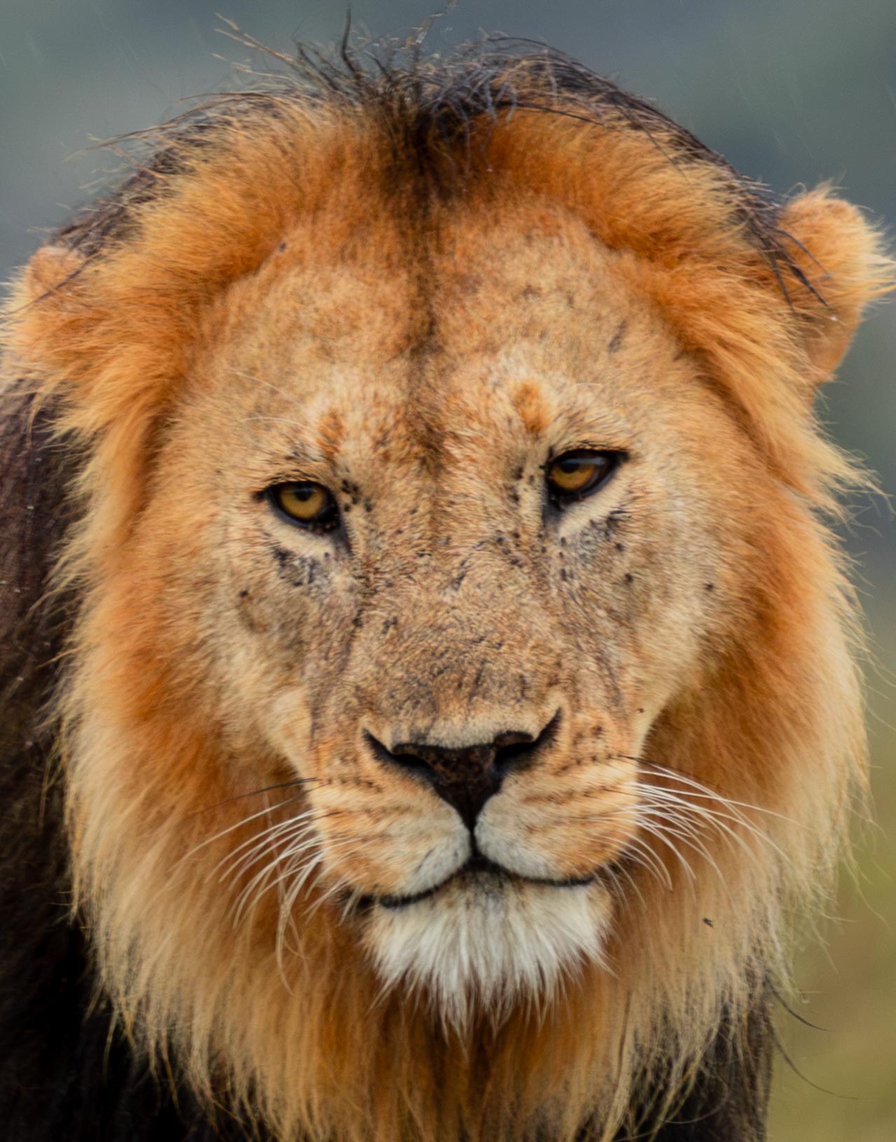 Close portrait of a male lion in soft rain