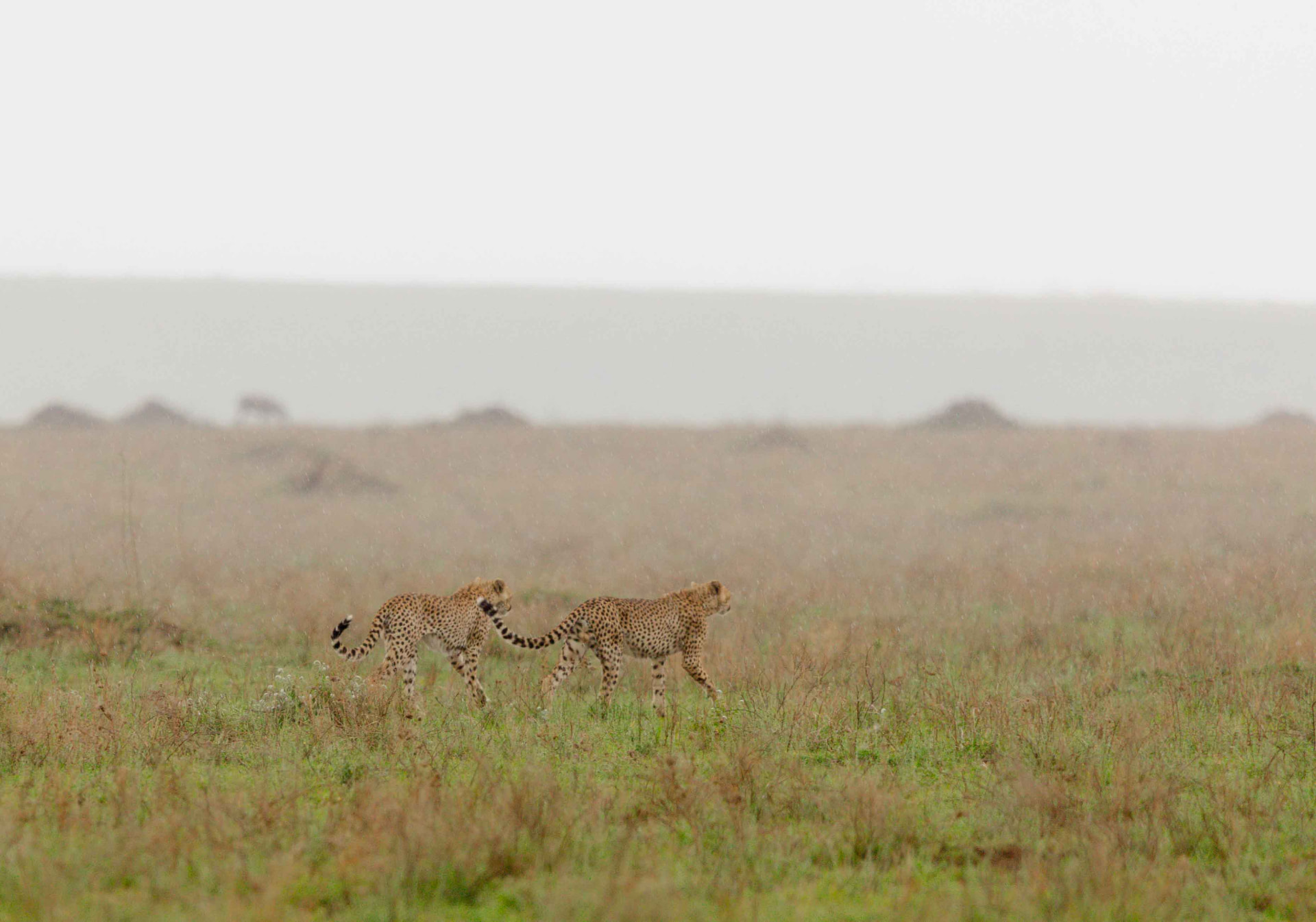 Two cheetahs walking through soft rain on the open plains