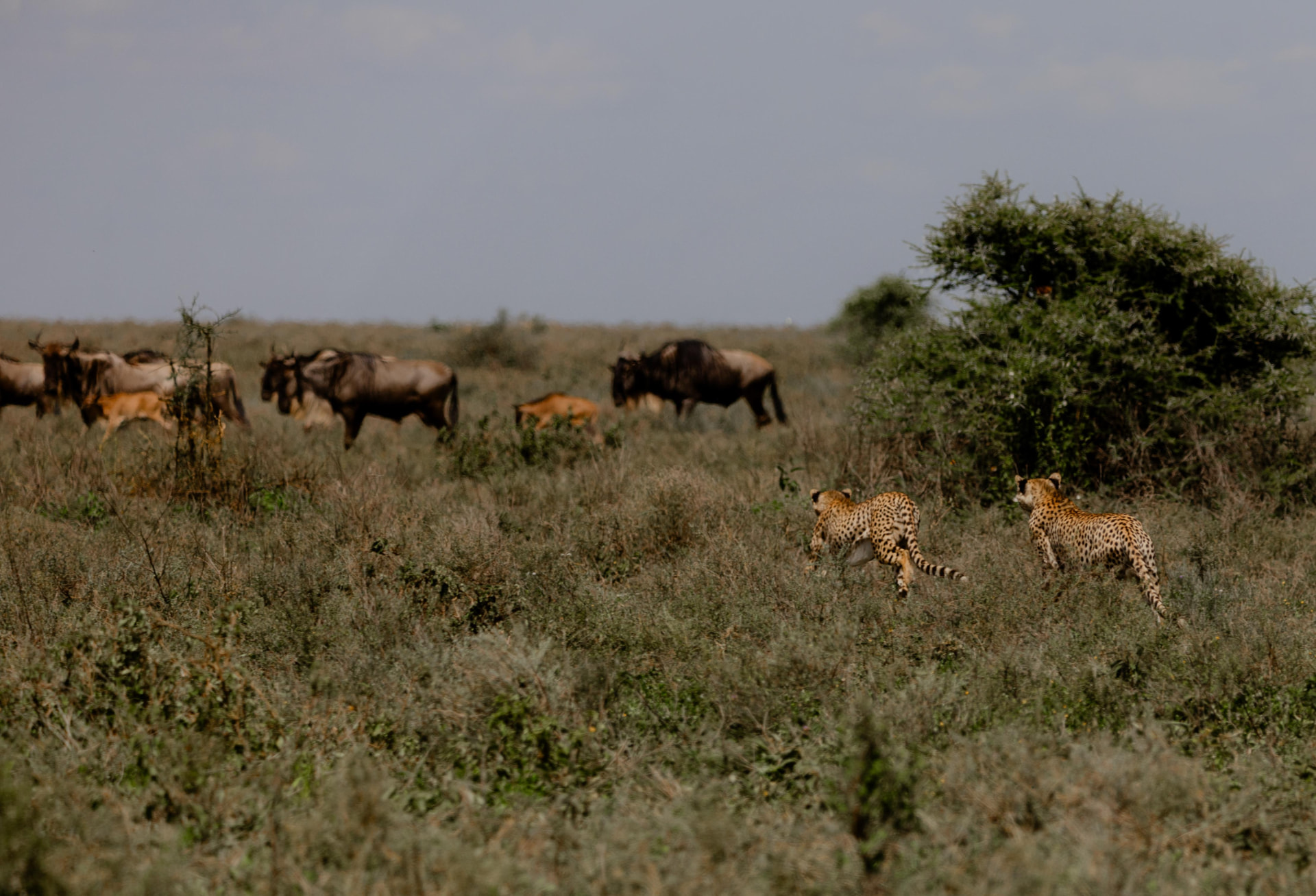 Serengeti Wildlife Safari