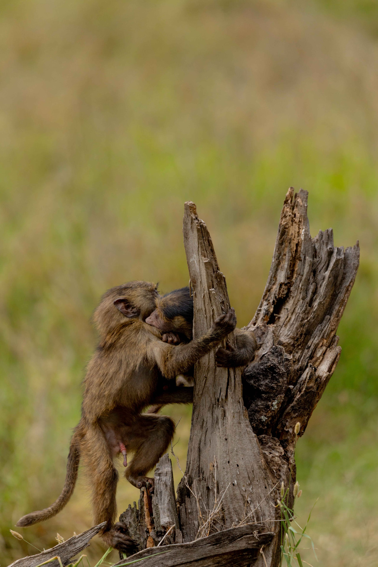 Uganda - Pearl of Africa