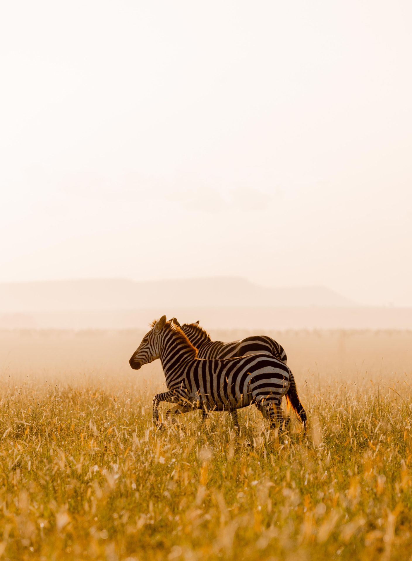 Serengeti River Crossing