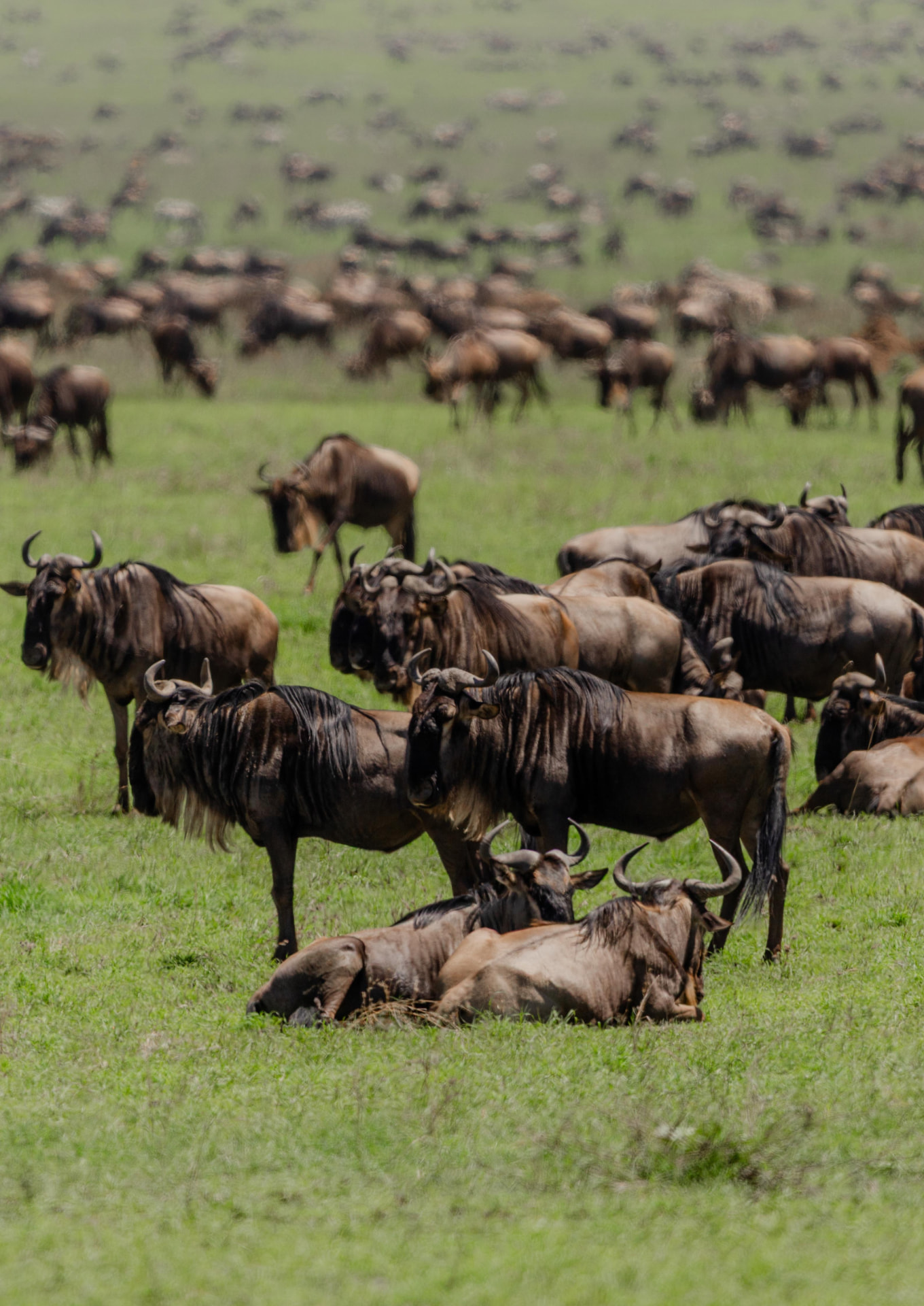The Great Migration