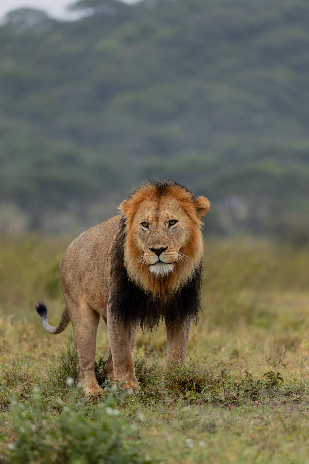 A male lion standing in light rain on the green plains