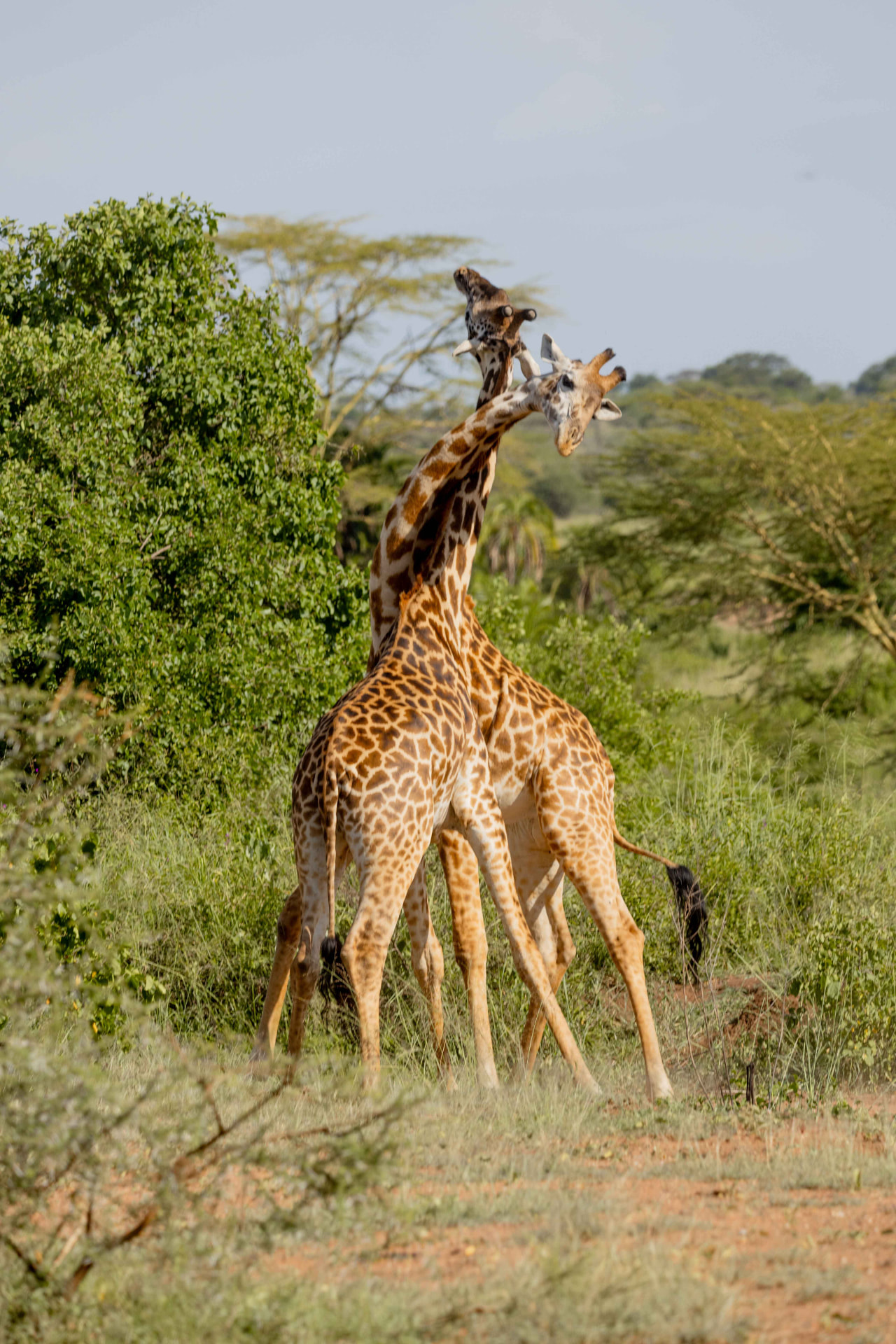 Two Maasai giraffes sparring in green bush country